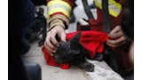 Las Malvinas  Rescatan a otro gato cuatro días después del incendio