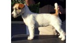 Jack Russell Terrier. CH.Zigrid DoceIslas De Alterrial