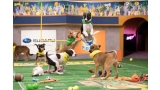 Perros y gatos compitieron en el Puppy  Dog y Kitten Bowl de Animal Planet