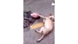 Perro intenta ayudar a su dueño desmayado (Kan Kan News)