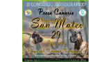Belleza. II CONCURSO MONOGRÁFICO DEL DOGO CANARIO (Las Palmas   España)