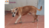 Quevedo. Perro en adopcion que busca casa.