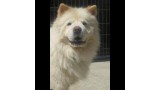 Chow Chow. GRECO.  Perro en adopcion que busca casa.