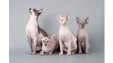 Sphynx.  Sphynx.