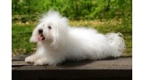 Bichon Boloñés. 