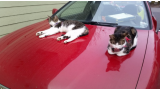 Pixie y los otros dos gatos se han montado en el capó del coche desde que eran gatitos.