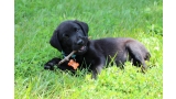 Cachorro de Labrador Retriever color negro mordiendo un palo