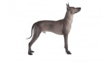 Xoloitzcuintle. 