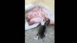 Perra amamantando a gato recién nacido