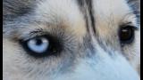 Siberian Husky. La Raza