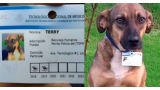 Terry  uno de los perros adoptados con su carnet de identificación