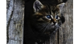 Pequeño gato en una valla de madera