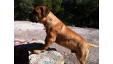 Bullmastiff. EDDIE MURPHY D