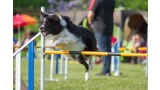 Border Collie. Saltando en agility