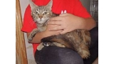 Raina. Gato en adopcion que busca casa.