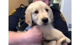 Golden Retriever. (Fuente  Departamento de Policía de Pittsburgh)