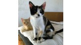 Mapi.  Gato en adopcion que busca casa.