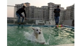 Un perro en la piscina del lujoso hotel para perros Critterati. (Foto  AFP)