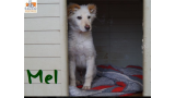 Mel.