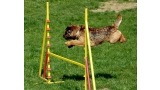 Border Terrier saltando valla