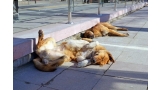 Perros tomando el sol