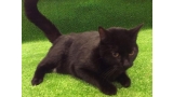 Gato mestizo. Gata Negra.