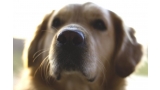 Detalla de Golden Retriever