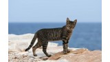 Gato Egeo atigrado en la playa