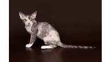 Devon Rex. 