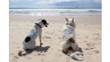 Valencia permitirá el esparcimiento canino en algunas playas de la ciudad.