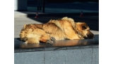 Perro al sol en la calle