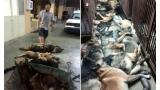 Empleados de una empresa de seguridad matan a 24 perros por venganza.