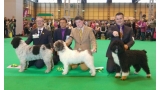 Perro de Agua Español   Crufts 2017 Perro de Agua Español   Crufts 2017