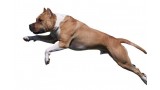 American Staffordshire Terrier. 