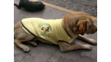 Hasta ahora   ha ayudado a más de 100 perros en situación de calle con abrigo  comida y techo.