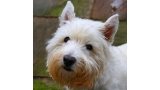 Detalle del West Highland White Terrier