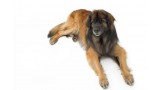 Leonberger. 