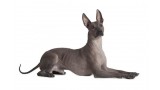 Xoloitzcuintle. 