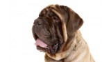 Mastiff. 