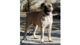 Bullmastiff. ATILA DE MOLOSOS DEL COLISEO