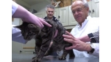 En las calles de Rotterdam  en Holanda es hallado un gato de 5 patas