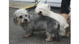 Dandie Dinmont Terrier. Pleple2000