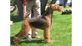 Airedale Terrier. CH.E. Oakgrove zonda del sur (Rita)