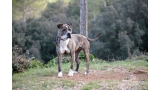 American Staffordshire Terrier. Amaru.