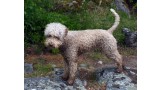 Perro de Agua de Romagna. Entheta