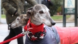 Ciudades de toda España manifiestan en contra de la caza con galgos y otras razas