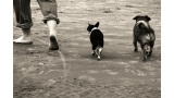 Perros paseando en la playa