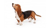 Basset Hound.  Basset Hound.