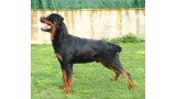 Rottweiler. FRANCO DE BEDIA