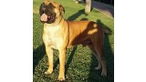 Bullmastiff. HAMLET TUFFNELL